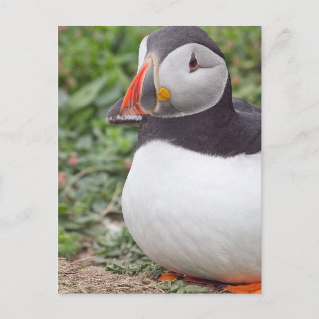 Sitta Puffin på Skomer Island Vykort (Framsida)