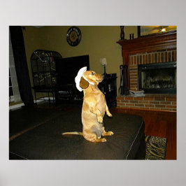 Sitta Söt Dachshund Poster