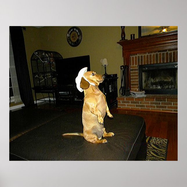 Sitta Söt Dachshund Poster (Framsidan)