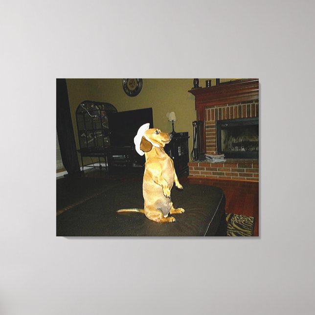 Sitta Söt eller TV Dachshund Canvas (Framsida)