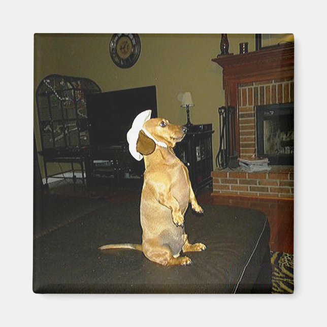 Sitta Söt eller TV Dachshund Magnet (Framsidan)