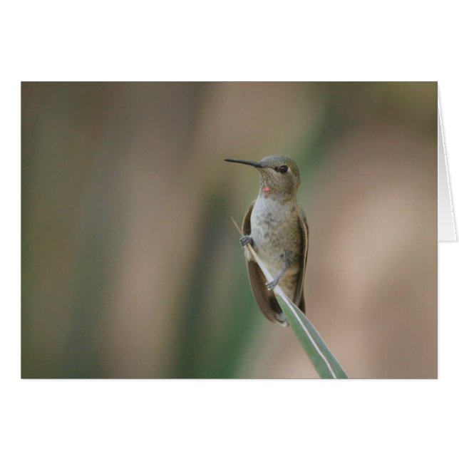 Sitta söt hummingbird hälsningskort (Framsidan Horizontal)