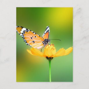 Sitta Söt Little Butterfly på en blomma Vykort