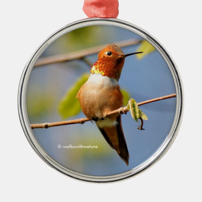 Sitta Söt: Male Rufous Hummingbird Julgransprydnad Metall (Framsidan)