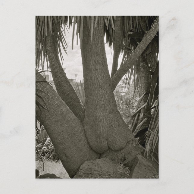 Sitta Träd Vykort (Framsida)