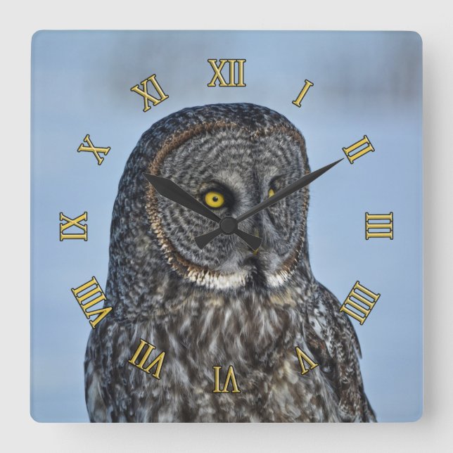 Sitta Underbara Grått Uggla Wildlife Photo Porträt Fyrkantig Klocka (Framsida)