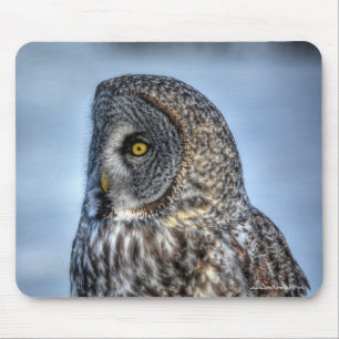 Sitta Underbara Grått Uggla Wildlife Raptor Photo Musmatta