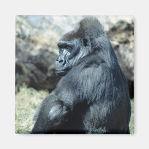 Sittagorilla Magnet