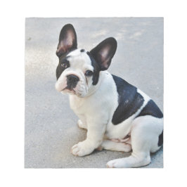 sittande fransk bulldog anteckningsblock