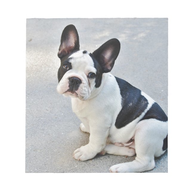 sittande fransk bulldog anteckningsblock (Framsida)