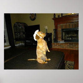 Sittande snygg Dachshund-affisch Poster
