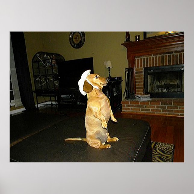 Sittande snygg Dachshund-affisch Poster (Framsidan)
