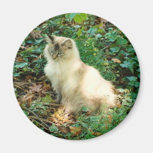 Sittasötkatt Magnet