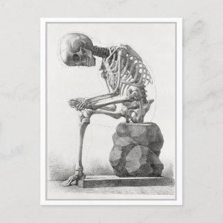 Sittat Skeleton Vintage Anatomy Illustration Vykort