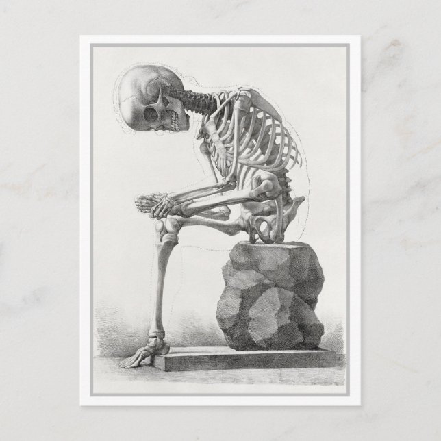 Sittat Skeleton Vintage Anatomy Illustration Vykort (Framsida)