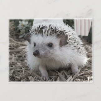 Sitter Snyggt Vykort