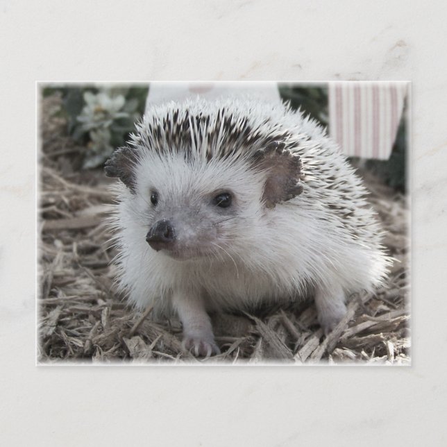 Sitter Snyggt Vykort (Framsida)