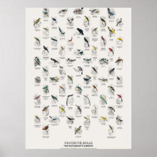 Sittfåglar - Naturalist's Library Poster