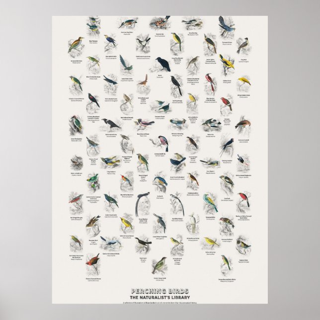 Sittfåglar - Naturalist's Library Poster (Framsidan)