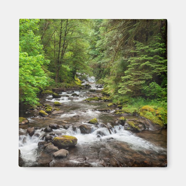 Siuslaw National Forest | Söt Bäck Magnet (Framsidan)
