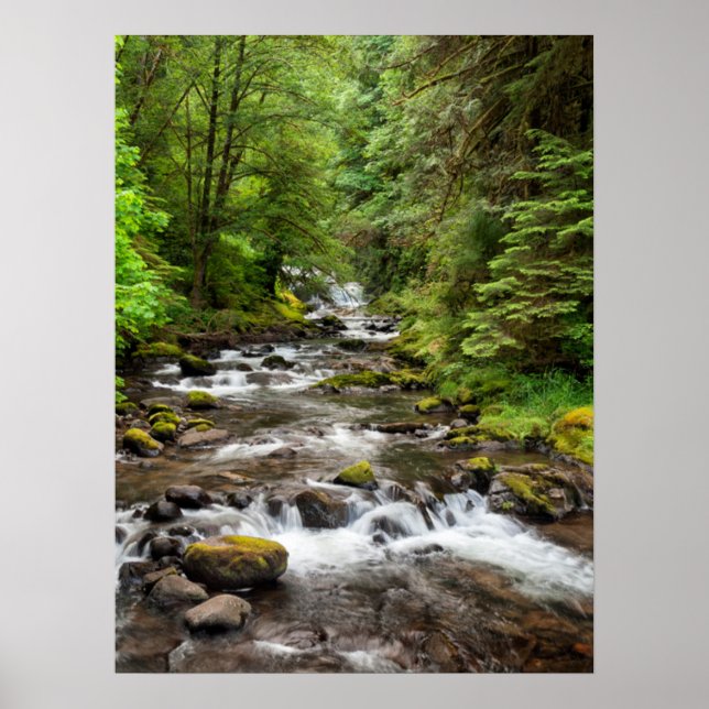 Siuslaw National Forest | Söt Bäck Poster (Framsidan)