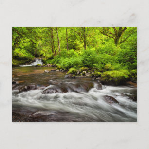 Siuslaw National Forest, Sweet Bäck, Oregon Vykort