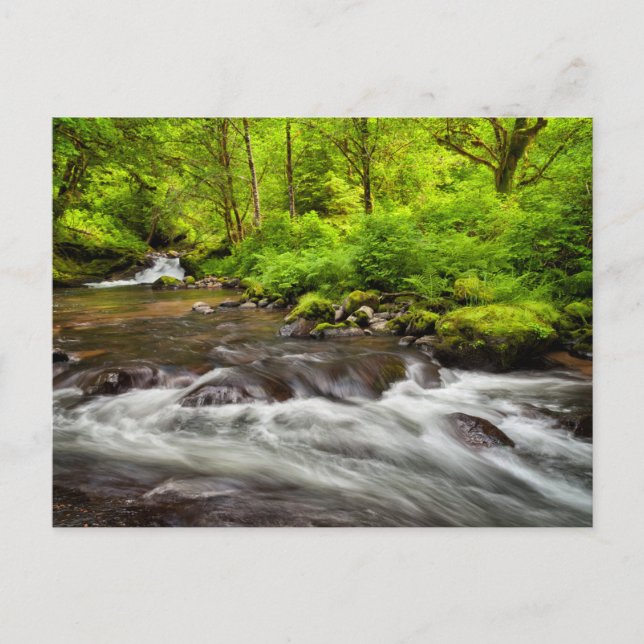 Siuslaw National Forest, Sweet Bäck, Oregon Vykort (Framsida)