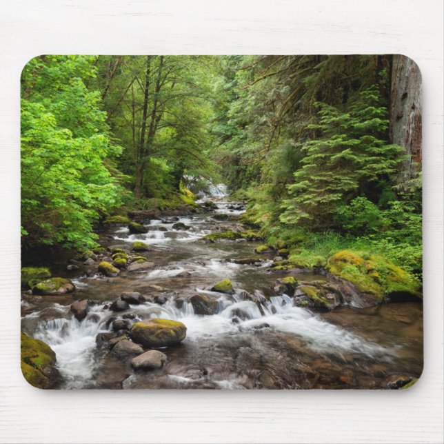 Siuslaw National Forest | Sweet Creek Musmatta (Framsidan)