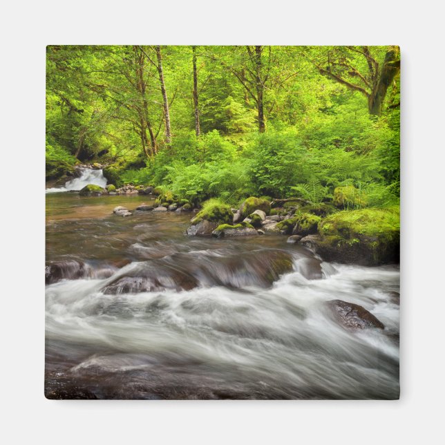Siuslaw National Forest, Sweet Creek, Oregon Magnet (Framsidan)