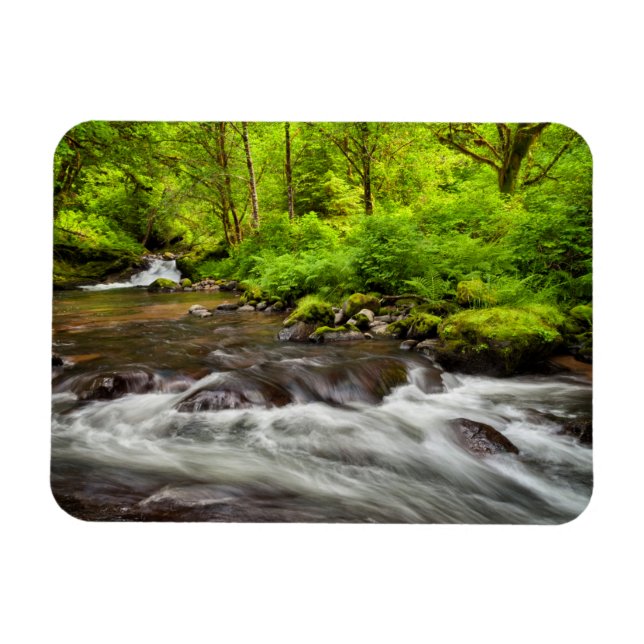 Siuslaw National Forest, Sweet Creek, Oregon Magnet (Horisontell)