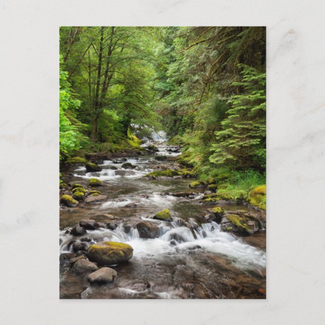 Siuslaw National Forest | Sweet Creek Vykort (Framsida)