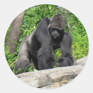 Sivlerback Gorilla-dekaler Runt Klistermärke