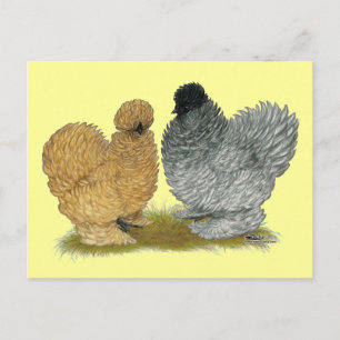 Sizzle Chickens Vykort