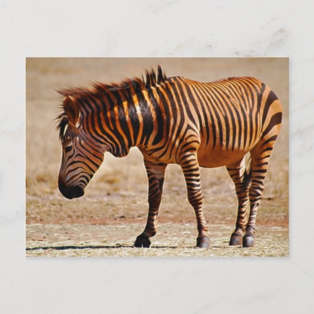 Sizzling zebra vykort (Framsida)
