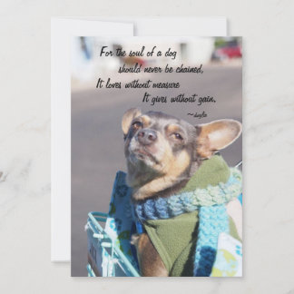 Själ av en hund - Chihuahua Julkort