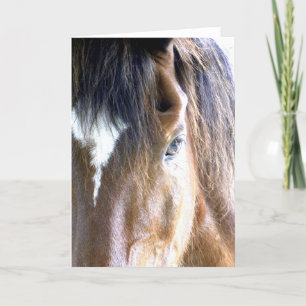 Själens Häst Ansikte Närbild Fotografi Kort