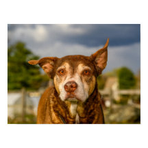 Själfull Brindle Hund Porträtt