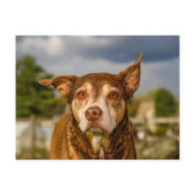 Själfull porträtt av brindle hund