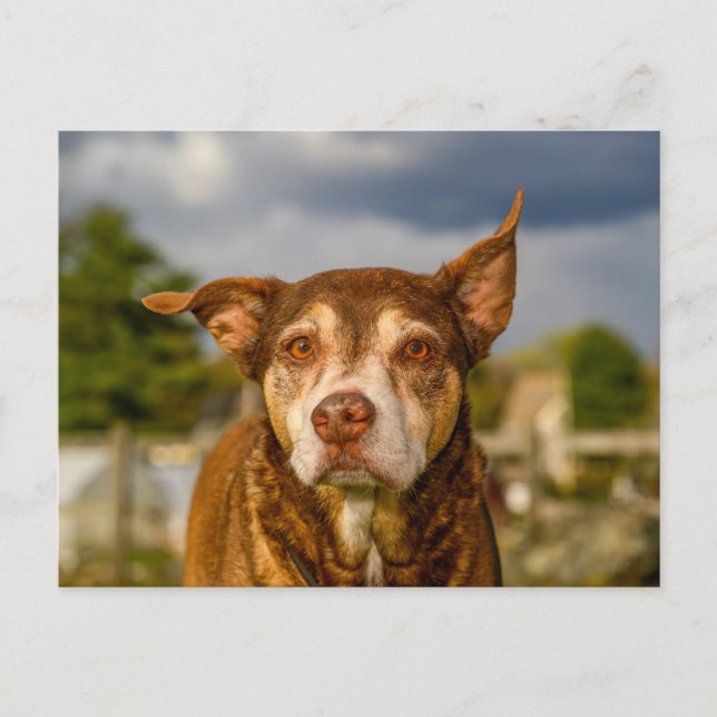 Själfull porträtt av brindle hund vykort (Framsida)