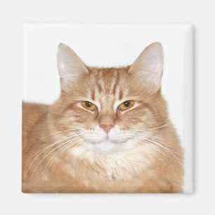 Självbelåten le katt magnet