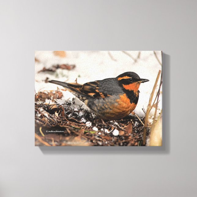 Självsäkra sångfågeln Varied Thrush i snö Canvastryck (Framsida)
