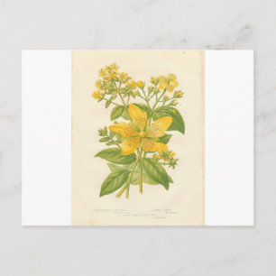 Sjargonde John's Wort, postkort för botaniskt fotf Vykort