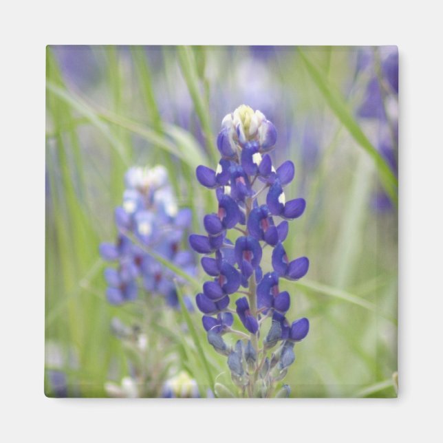 SJefferson Texas Bluebonnets Series #1 Magnet (Framsidan)