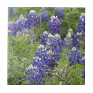 SJefferson Texas Bluebonnets Series #2 Kakelplatta
