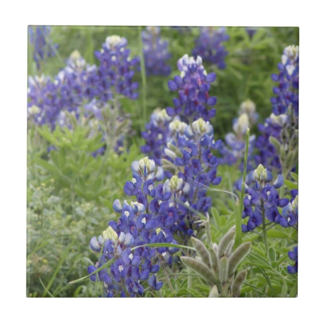 SJefferson Texas Bluebonnets Series #2 Kakelplatta (Framsidan)