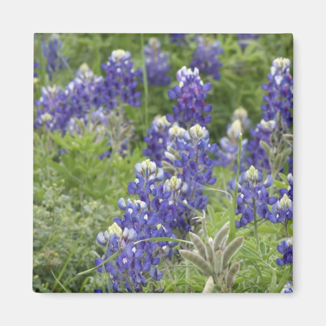 SJefferson Texas Bluebonnets Series #2 Magnet (Framsidan)