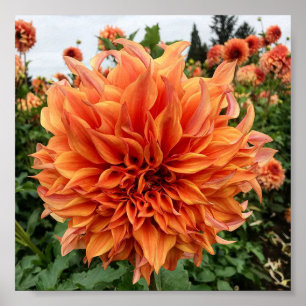 Sjerwoods Peach Dahlia Poster