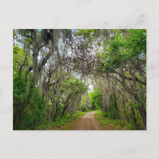 Sjö Apopka Loop Trail, Florida Vykort (Framsida)