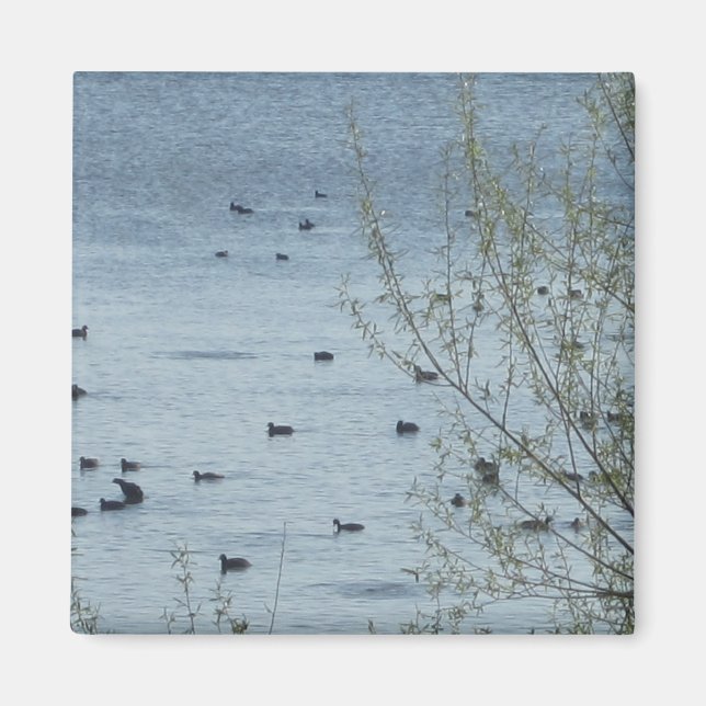 Sjö Birds Magnet (Framsidan)