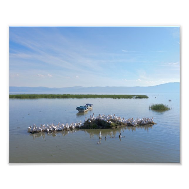 Sjö Chapala Pelicans Fototryck (Framsidan)